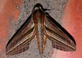White-edged Hunter Hawk-moth
