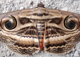 Indian Owlet-moth