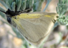 moth Kazakhstan