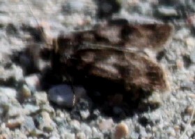 moth