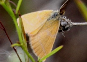 moth Kazakhstan