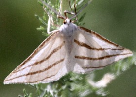 Megaspilates mundataria