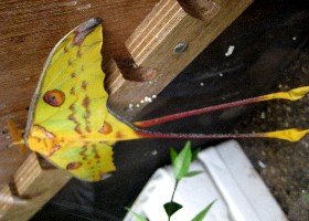 Madagascan Comet moth