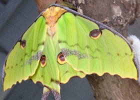 African Moon moth