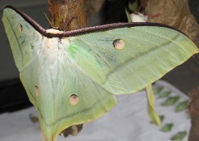 Indian Moon moth