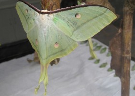 Indian Moon moth