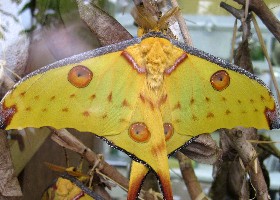 Madagascan Moon moth