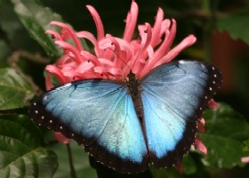 Morpho butterfly