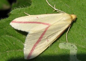 The Vestal moth