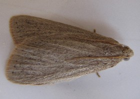 moth