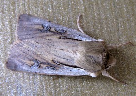 moth NZ