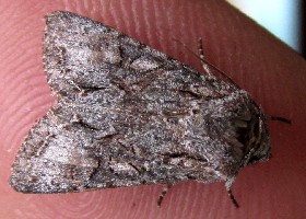 moth