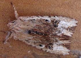 moth