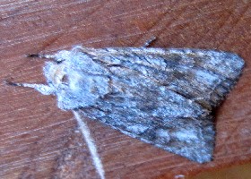 moth NZ