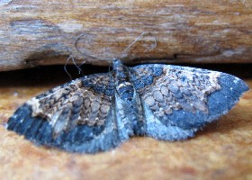 moth NZ