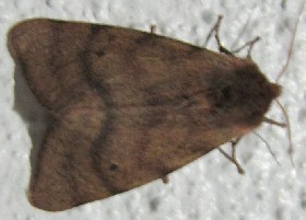 moth Tenerife