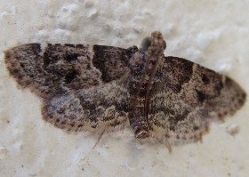 moth Tenerife