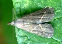 moth