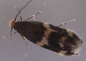 moth