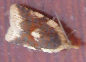 Tortrix