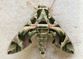 Oleander Hawk-moth
