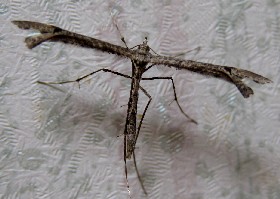 Plume moth