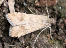 moth Rome bioparc