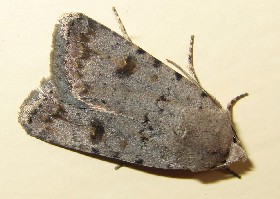 moth