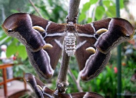 Eri Indian Silkmoth