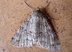 moth
