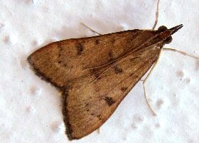 Uresiphita gilvata