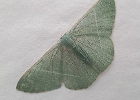 Thalassodes species not immissaria
