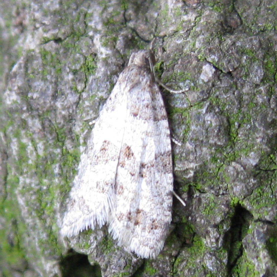 Isotrias rectifasciana moth