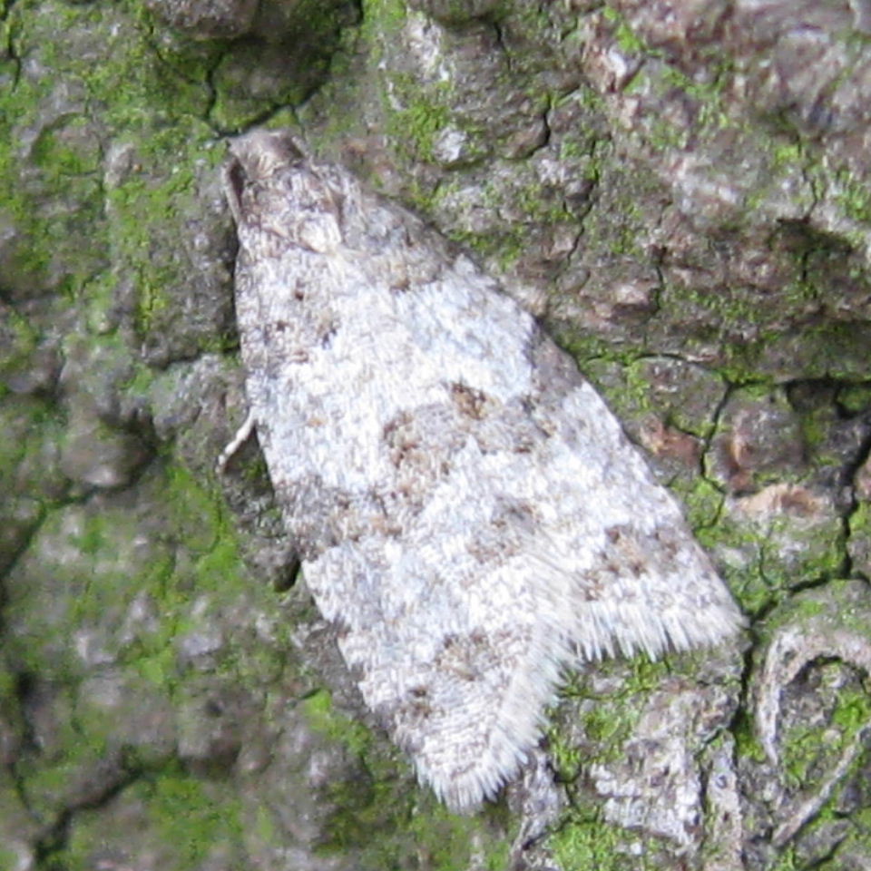 Isotrias rectifasciana moth