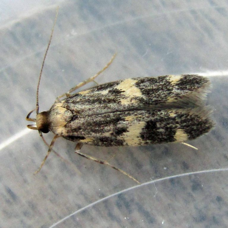 Oegoconia quadripuncta moth