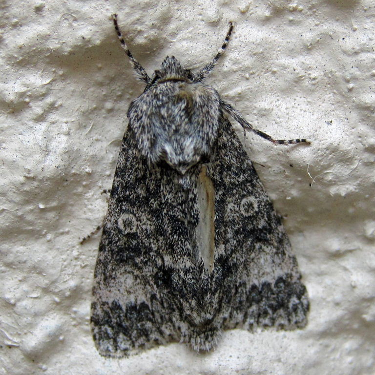 Poplar Grey Moth