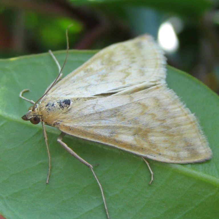 Sitochroa verticalis Moth