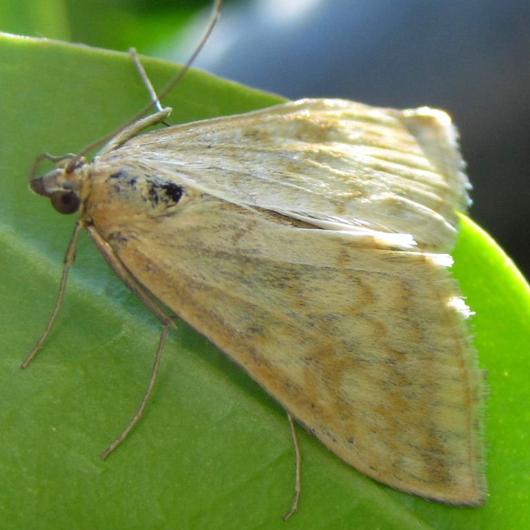 Sitochroa verticalis
