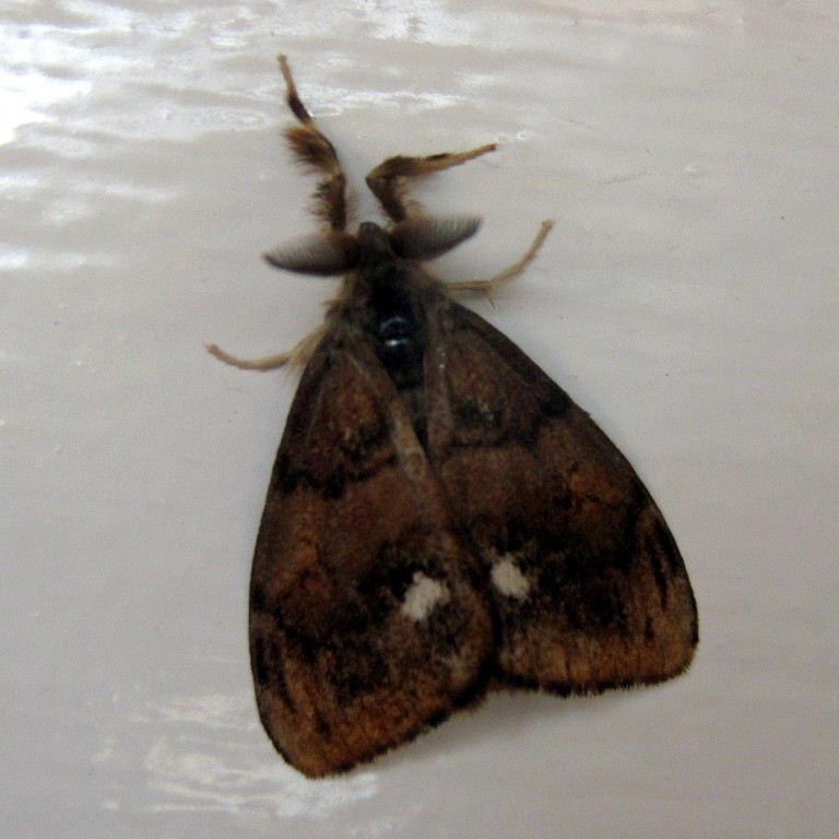 Vapourer moth male