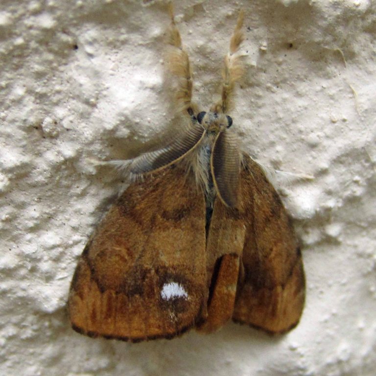 Vapourer moth male