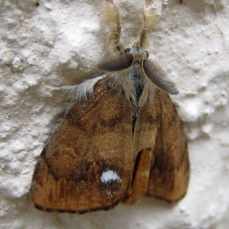 Vapourer moth male