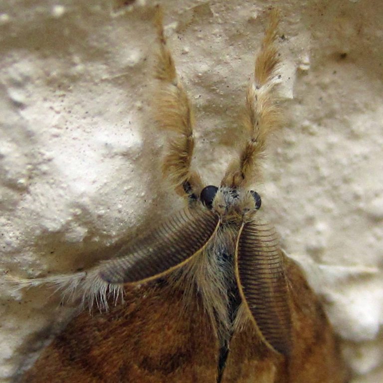 Vapourer moth male
