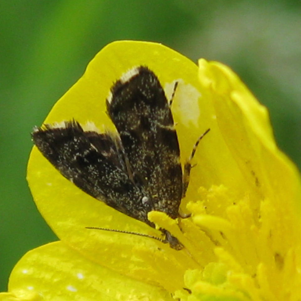 Nettle-tap moth