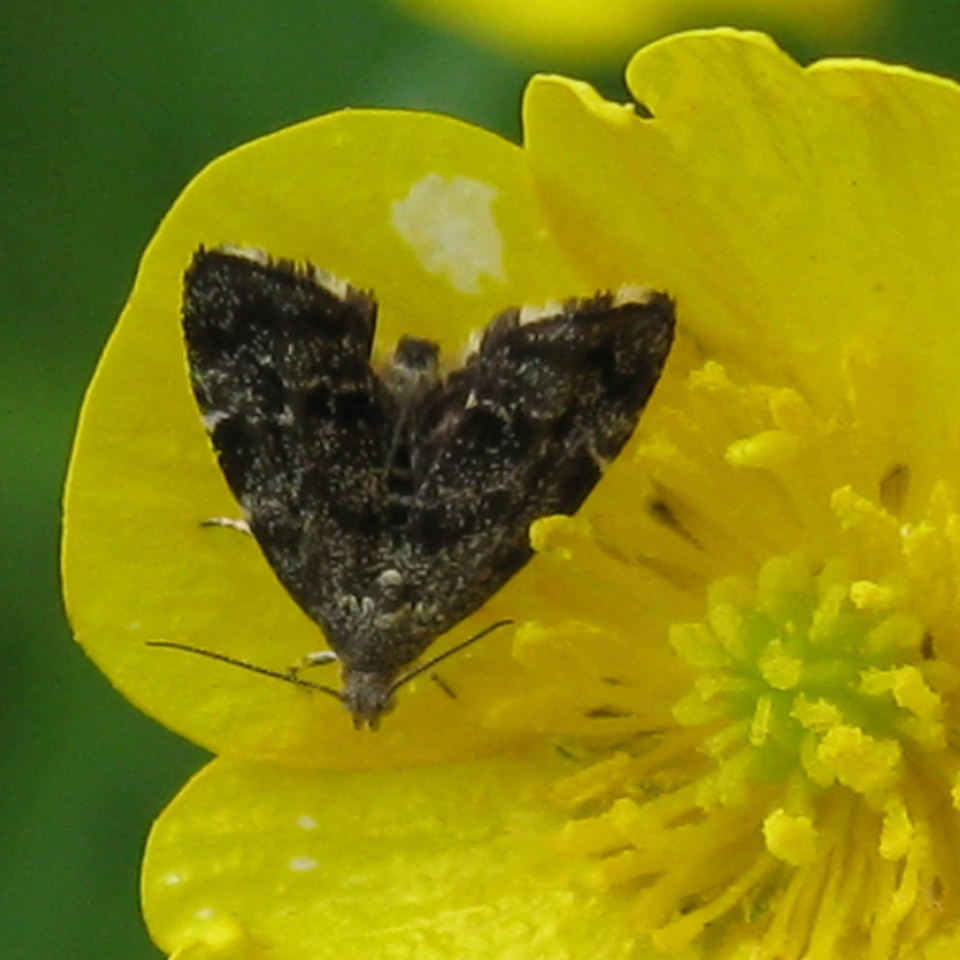 Nettle-tap moth