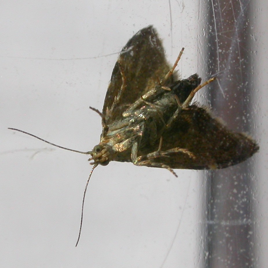 Nettle-tap moth