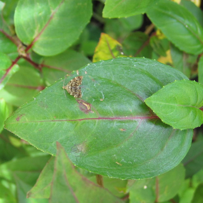 Nettle-tap moth