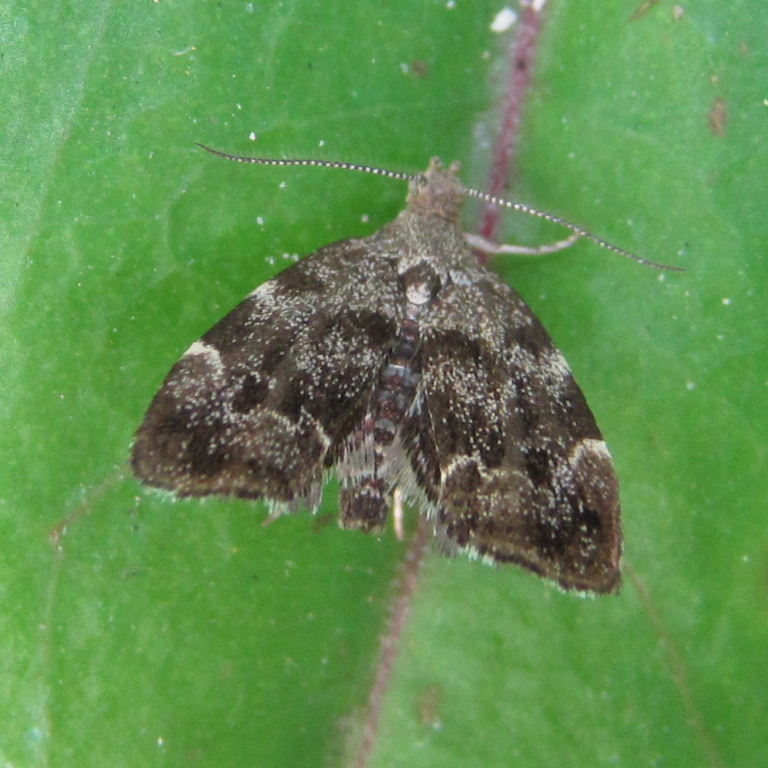 Nettle-tap moth