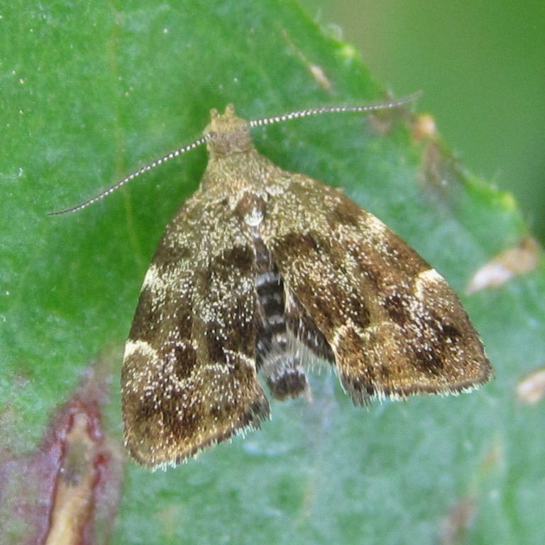 Nettle-tap moth
