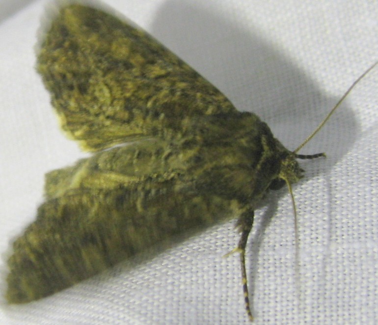 The Nutmeg moth