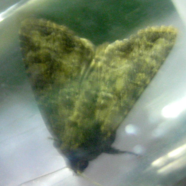 The Nutmeg moth
